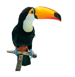 Image of a hornbill perched upright on a bar.