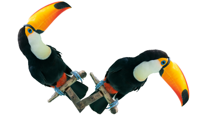 Image of two hornbills, one perched upright on a bar and the second one inclined to the right.